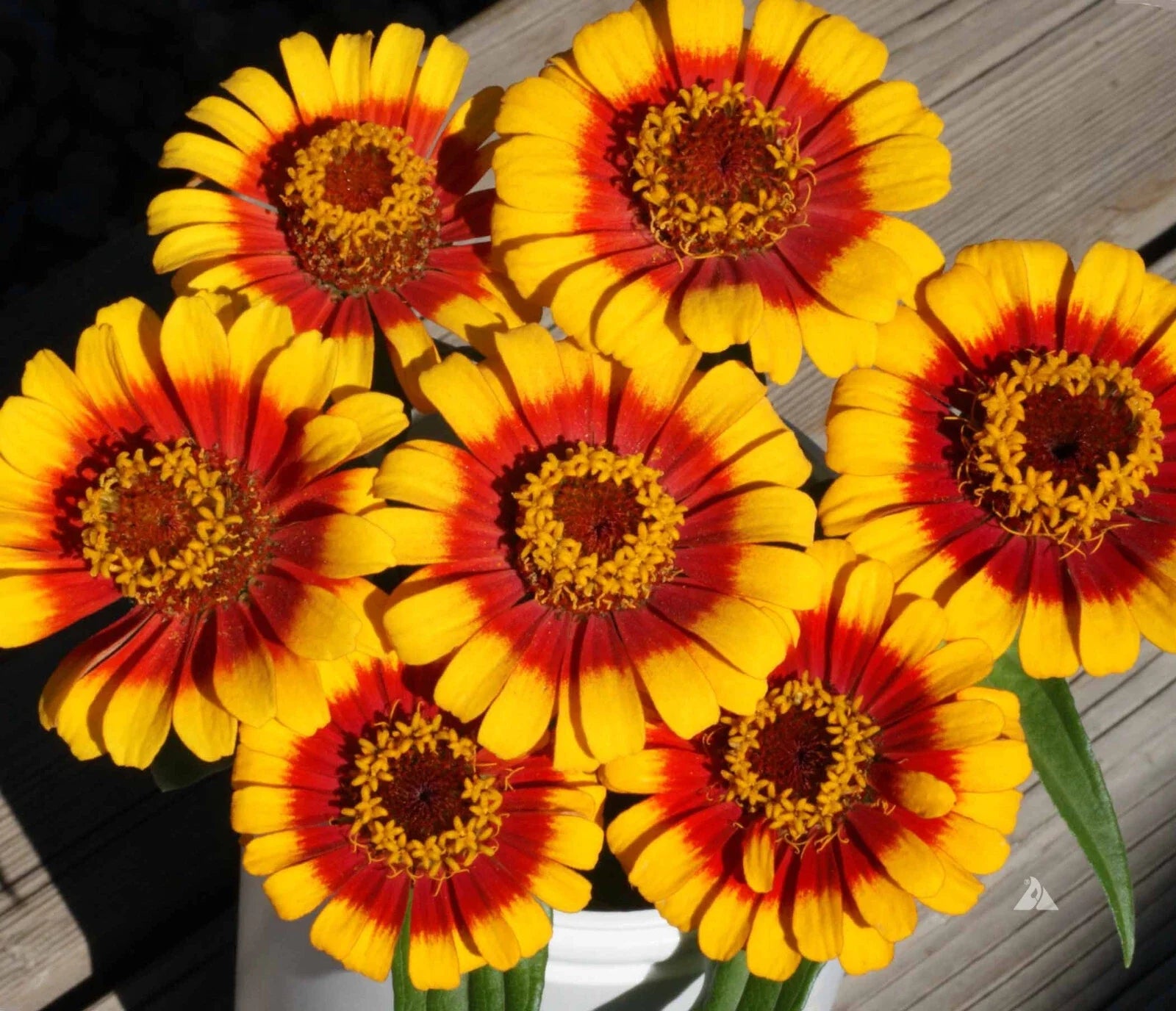Zinnia Seeds Pack - 100+ Sombrero Variety - Colorful Garden Flowers - Zinnia elegans