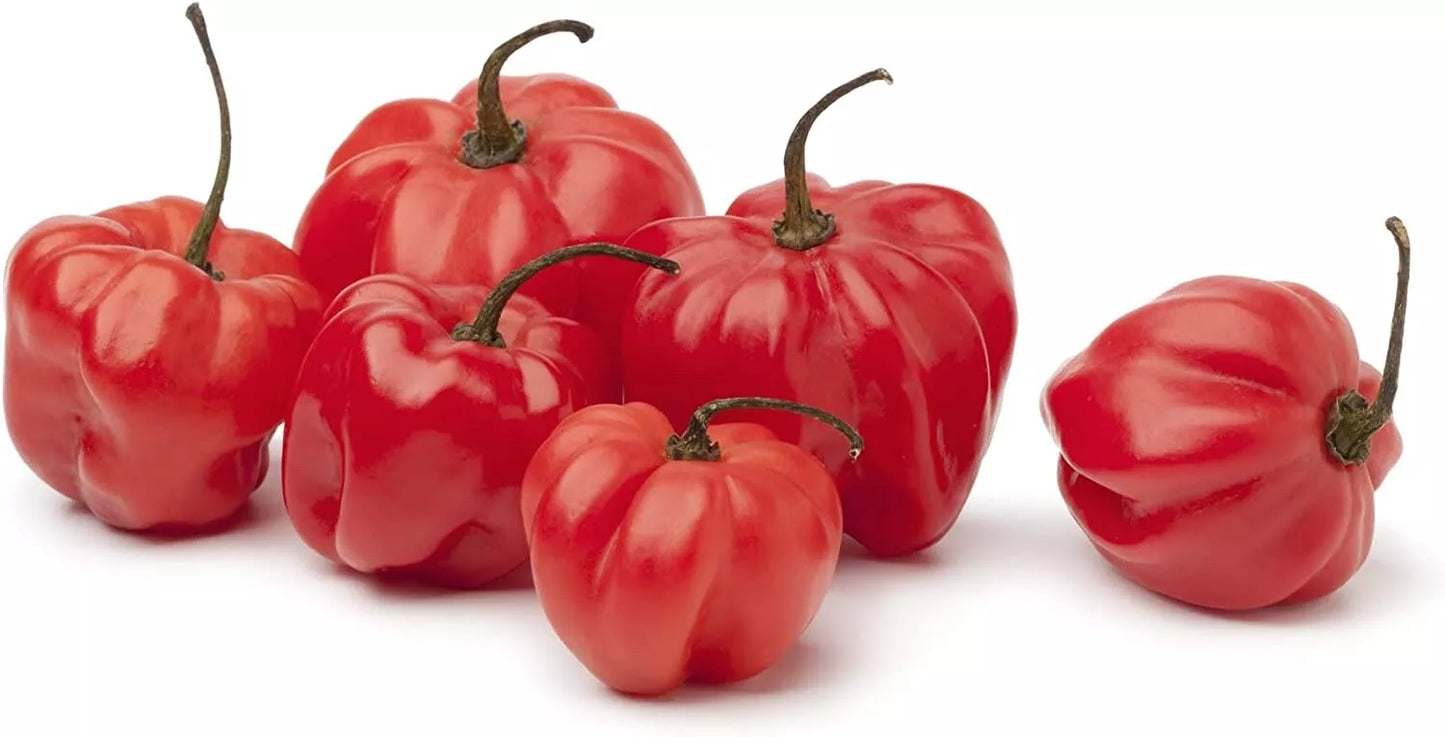 Sweet Bonnet Pepper Seeds - Capsicum chinense - Compact, Colorful, Easy to Grow, 10 Seeds