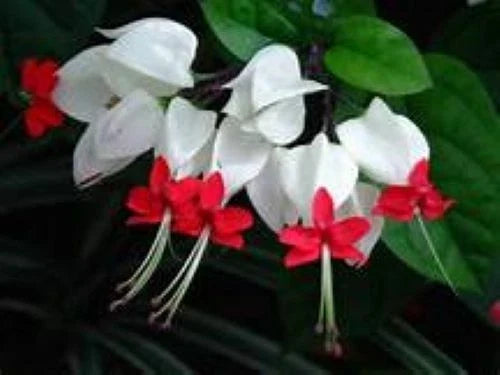 Bleeding Heart Plant - Rooted Starter - White & Red Blooms - Clerodendrum thomsoniae - Shade-loving perennial