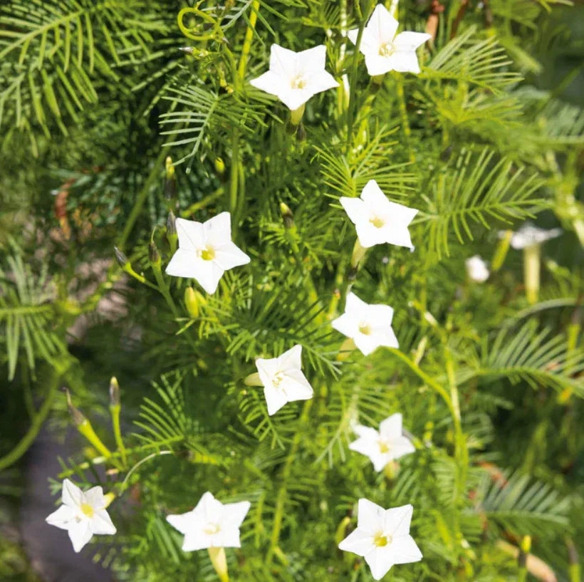 Cardinal Climber Vine Seeds - White Flowers, Morning Glory Variety, 50 Seeds