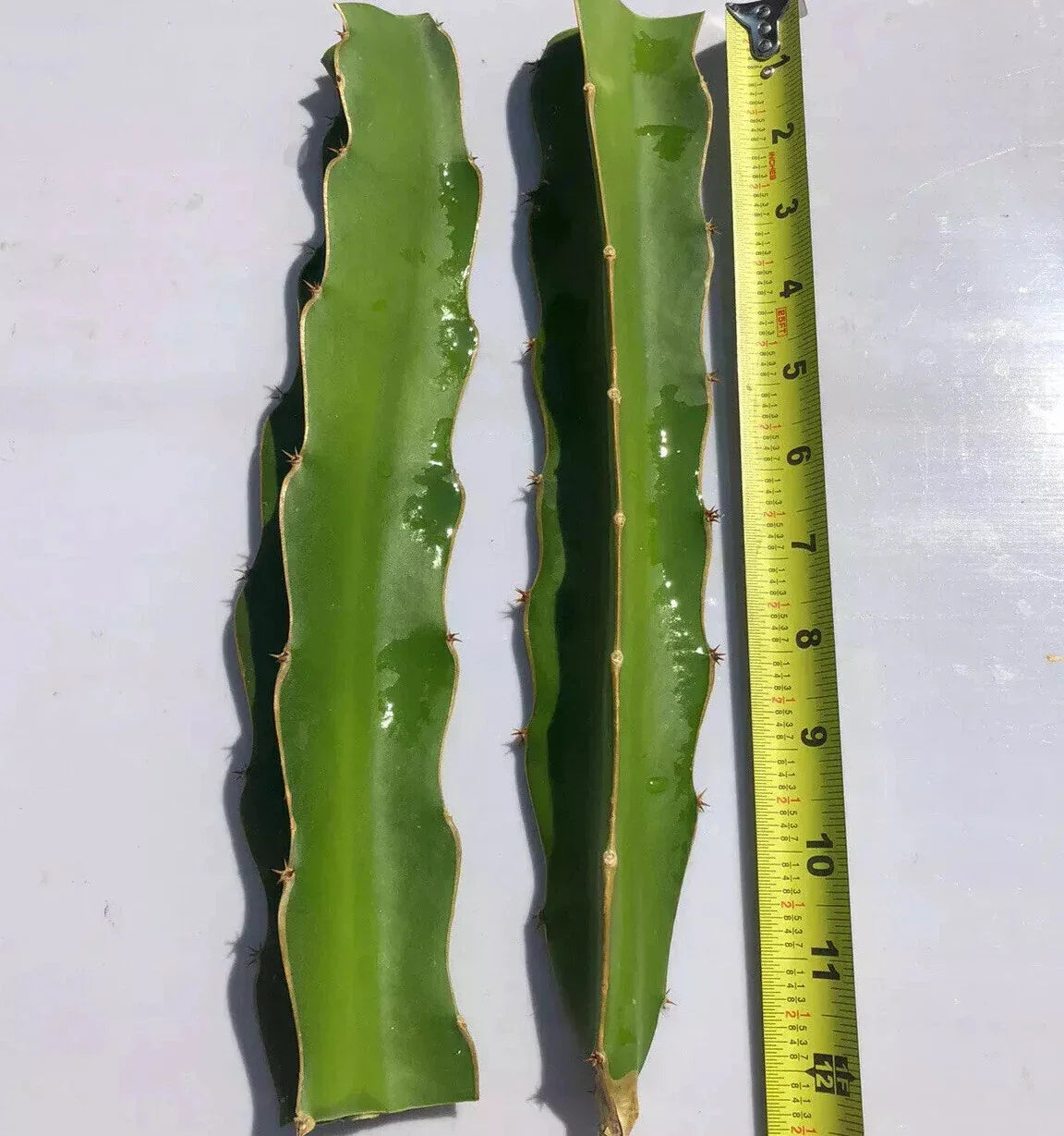 White Flesh Dragon Fruit Cuttings - 2 Fresh Pitaya Succulents Hylocereus undatus 10-12 inch No Root