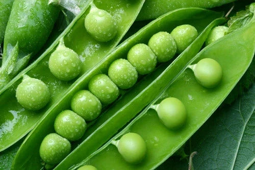 Green Arrow Pea Seeds - Organic Pisum sativum Heirloom, Climbing Vines, Fresh Sweet Peas, Non-GMO Gardening Supplies, Free Shipping