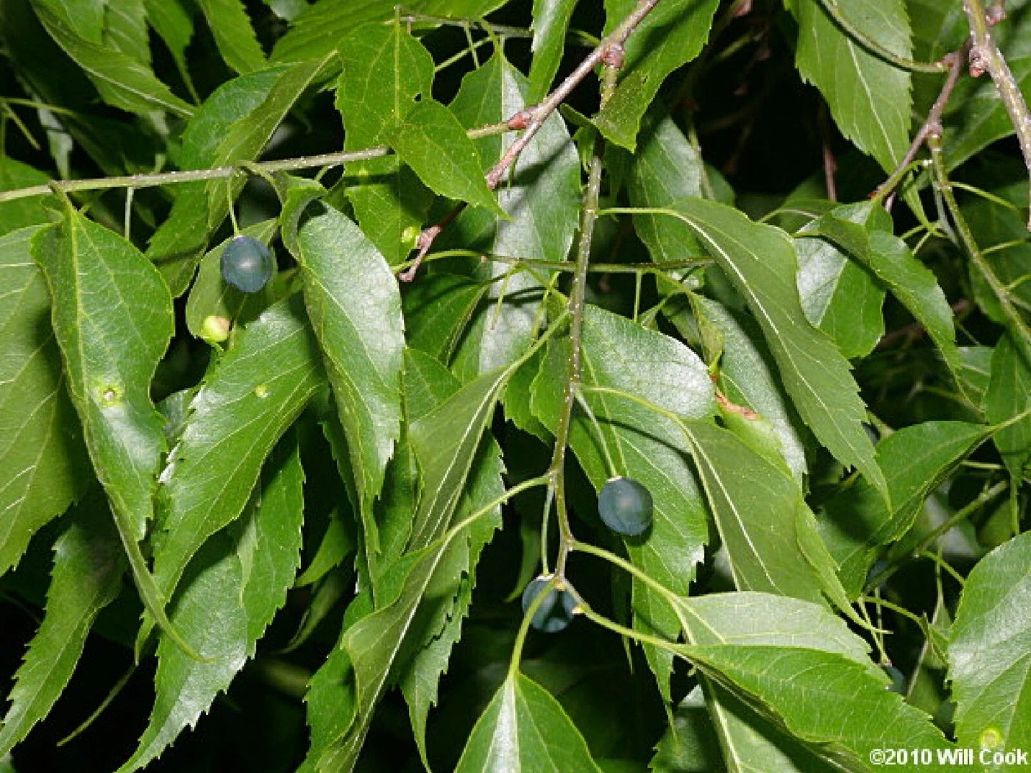 Sugarberry Tree Seeds – Celtis laevigata – First Year Edible Berries – 10 Pack for Garden & Landscape