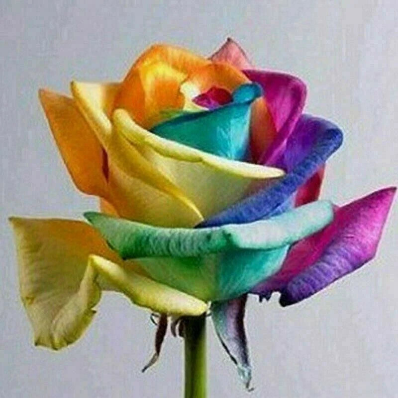 Rainbow Rose Flower Seeds - 50pcs Multi-Color Bloom Rosa spp. for Garden, Indoor & Outdoor Planting