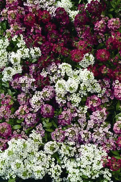 Alyssum Easter Bonnet Series Seeds – Colorful Fragrant Ground Cover Lobularia maritima, 50 Seeds