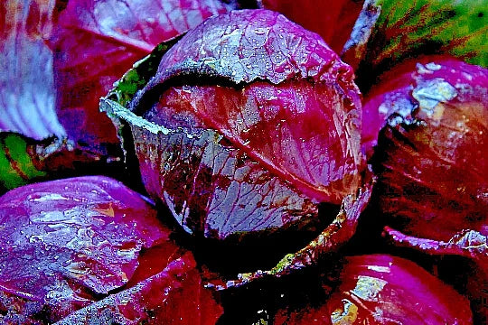 Red Acre Cabbage Seeds - 500+ Heirloom Non-GMO Brassica oleracea Seeds for Garden