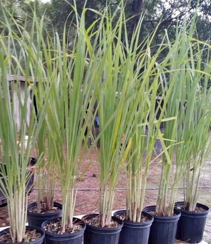 Lemon Grass Seeds - Non-GMO Cymbopogon citratus Herb Seeds for Culinary & Tea Use, 200+ Pack