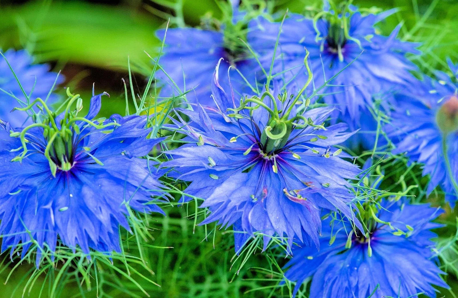 Love in a Mist Flower Seeds 500 Count, Nigella damascena, Blue & White, Easy to Grow Annual Garden Seeds