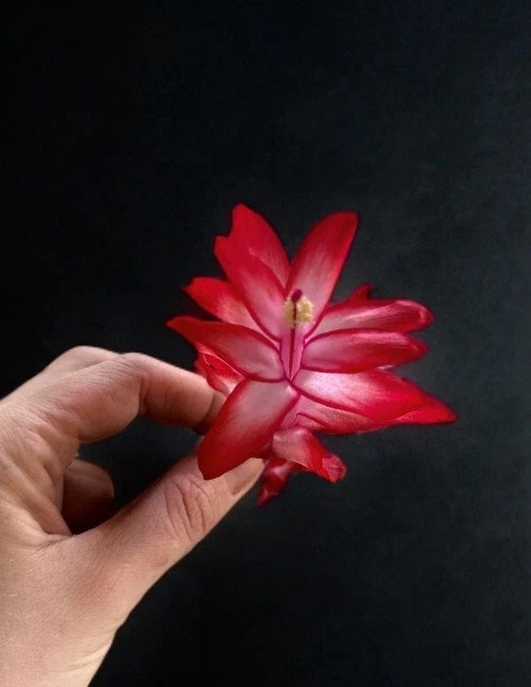 Schlumbergera Plant Segments – Christmas Cactus Propagation – Zygocactus truncatus – Indoor Flowering Cactus