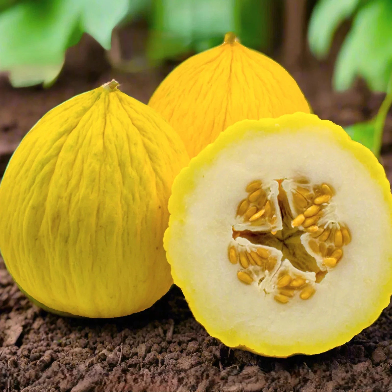 Golden Beauty Casaba Melon Seeds – Heirloom Sweet White Flesh, Cucumis melo, Vining, 25 Seeds for 2025 Planting