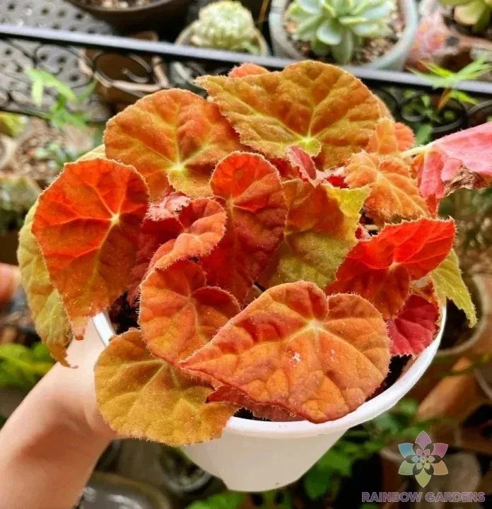 Autumn Ember Begonia Seeds - 25+ Heirloom Perennial Planting Seeds for Shade Gardens - Begonia x tuberhybrida