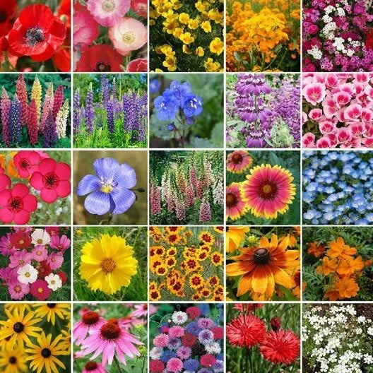 Wildflower Seed Mix 1000 Seeds Pacific Northwest Native Flowers Non-GMO Pollinator Attracting