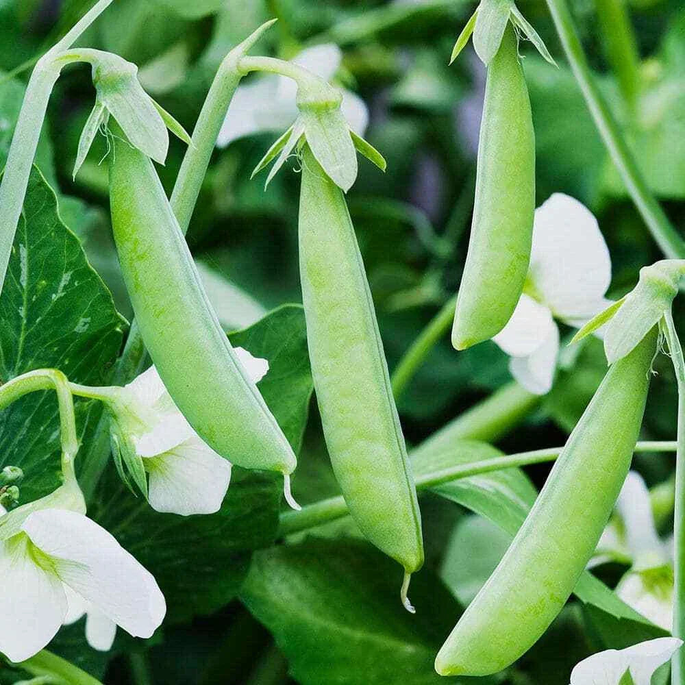 Sugar Ann Snap Pea Seeds - Heirloom, Early Maturing, Compact, NON-GMO