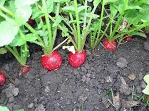 Organic Heirloom Radish Seeds - Champion Variety, Non-GMO, Fast-Growing, Salad Radishes, Raphanus sativus, 50+ Seeds