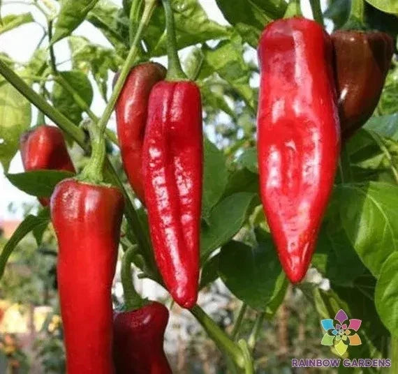 NuMex Big Jim Sweet Pepper Seeds – 25+ Pack, Capsicum annuum, Large, Mild, Sweet Peppers for Garden Planting, Non-GMO, USA