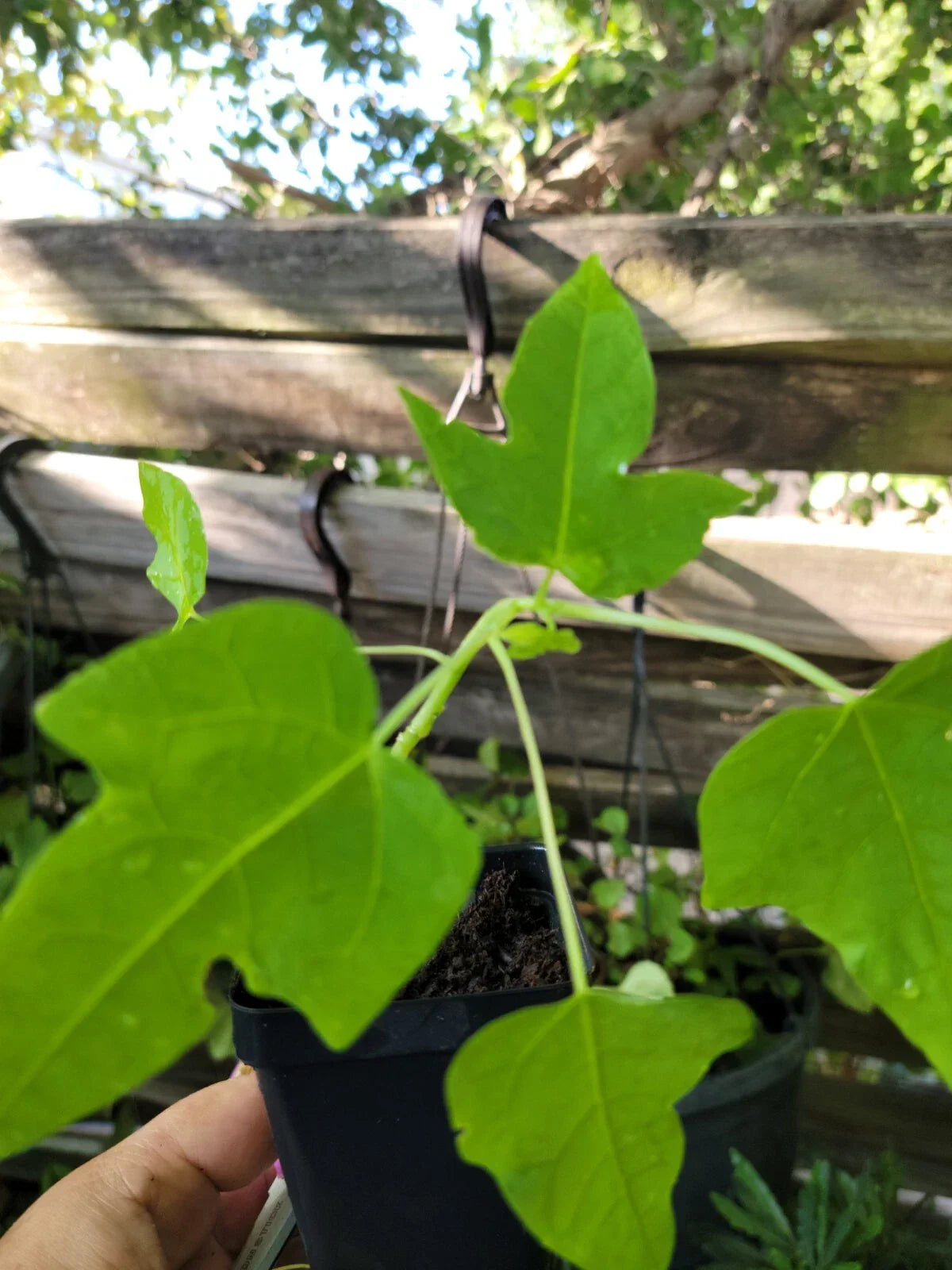 Papaya Live Plant 6-9 Inches | Carica papaya Tropical Fruit Tree