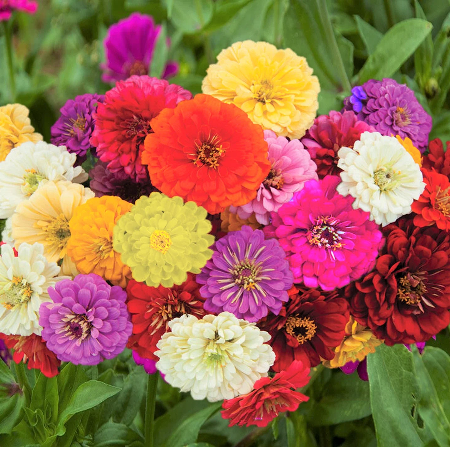 Zinnia Seeds | Dahlia Flowered Mix | Giant Rainbow Bennarys | Bright Multi-Color Blooms | Zinnia elegans Seed Pack