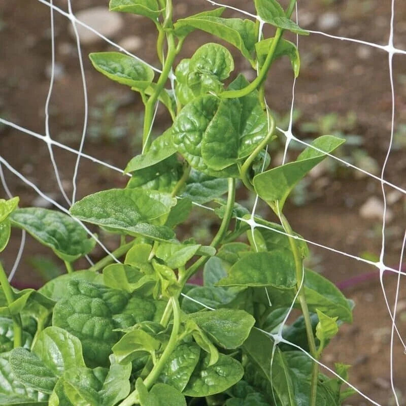 Green Malabar Spinach Seeds - Non-GMO Basella Ruba Heirloom Climbing Vine Seed Packet