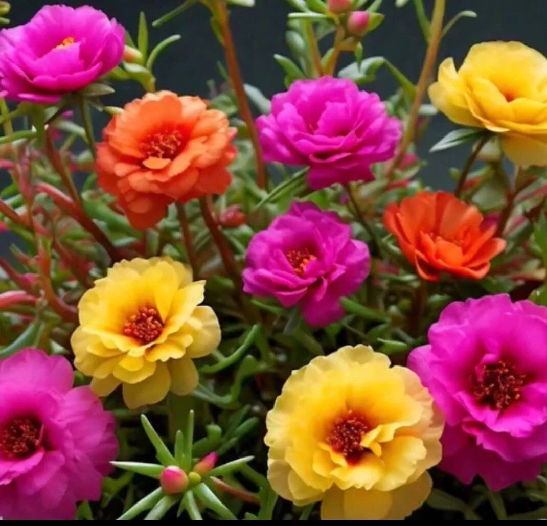 Moss Rose Seeds - 1000 Mix Color Portulaca Grandiflora Vibrant Garden Flowers for Sunny Gardens & Containers