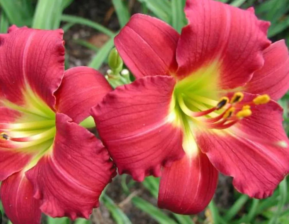 Ruby Red Stella Daylily Live Bare Root Plant - Hemerocallis 'Ruby Stella' with 3" Red Blooms, Rebloomer, Zone 3-9