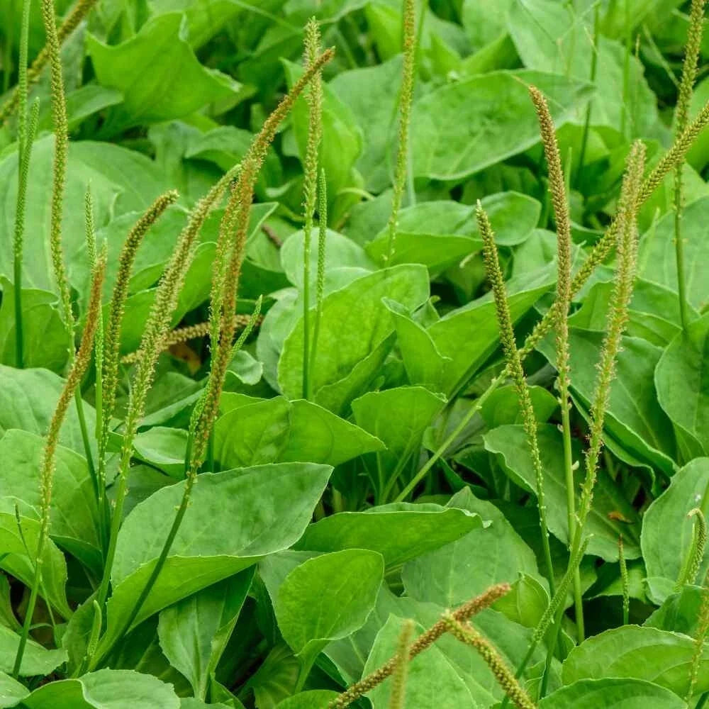 Common Plantain Seeds – 500+ Non-GMO Plantago major Herb, Edible Greens, Medicinal Plant Seed Pack