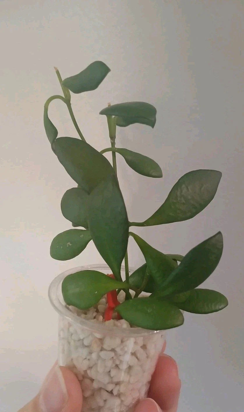 Hoya Heuschkeliana Cutting | Live Indoor Houseplant | Wax Plant Variety | Exotic Vining Plant | Scientific Name: Hoya heuschkeliana