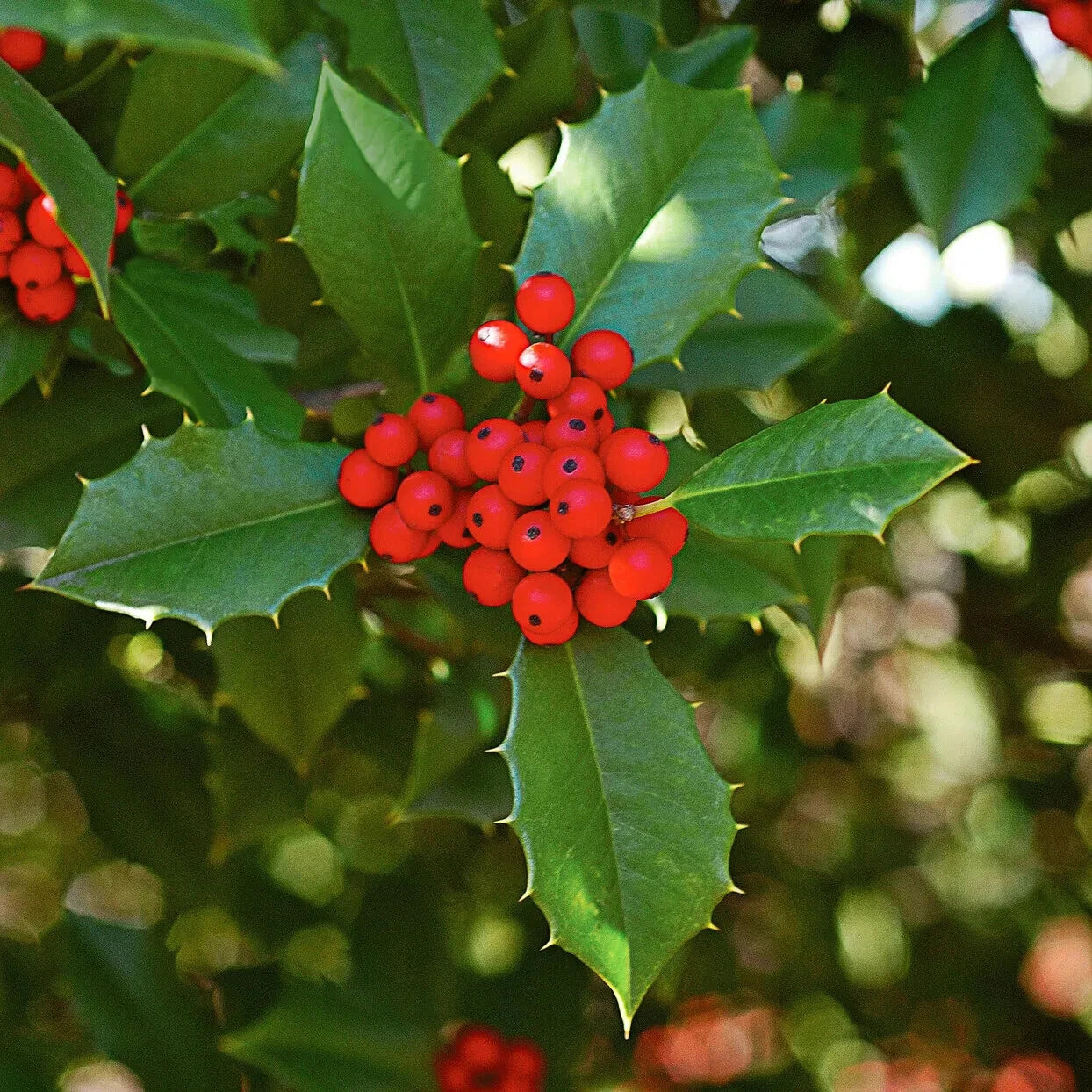 American Holly Ilex Cuttings 15+ Unrooted Organic Evergreen Tree Wildlife Attractant Fragrant Flowers