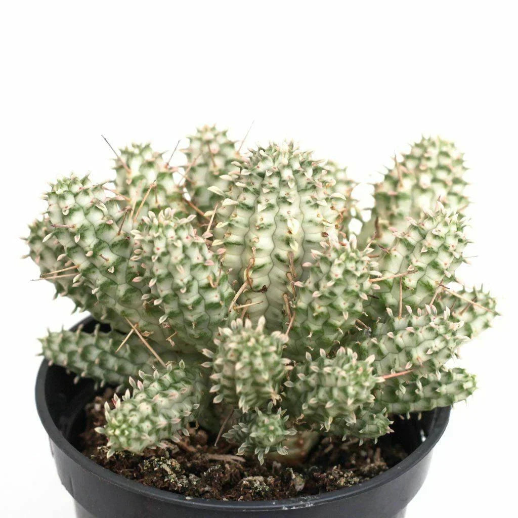 Euphorbia Mammillaris Variegata Cuttings - 2.5" Unrooted Rare Succulent