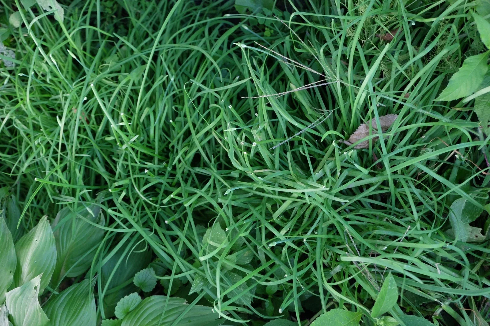 Garlic Chives Roots 6 lbs Allium tuberosum Culinary Herb for Cooking & Gardening, Perennial Plant Roots