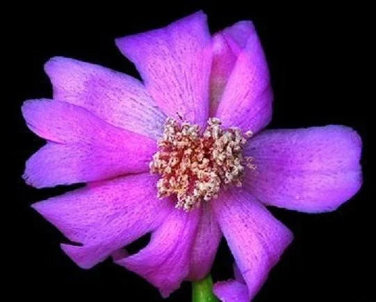 Pereskia Quisquellana Rare Succulent Plant in 4" Pot | Exotic Cactus for Collection | Unique Leaf Structure