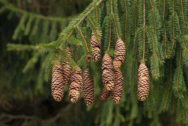 Norway Spruce Tree Seeds - 50 Seeds - Evergreen Picea Abies for Landscaping & Reforestation