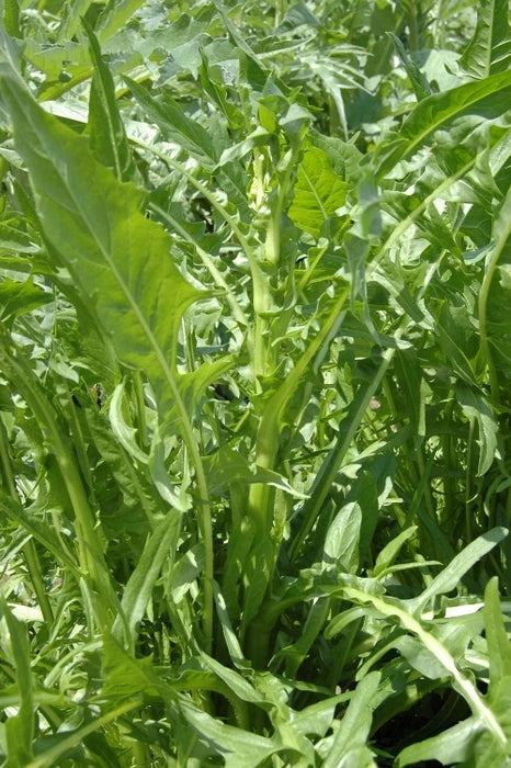 Chicory Seed Emerald Catalogna - Fresh Non-GMO Cichorium intybus Seeds
