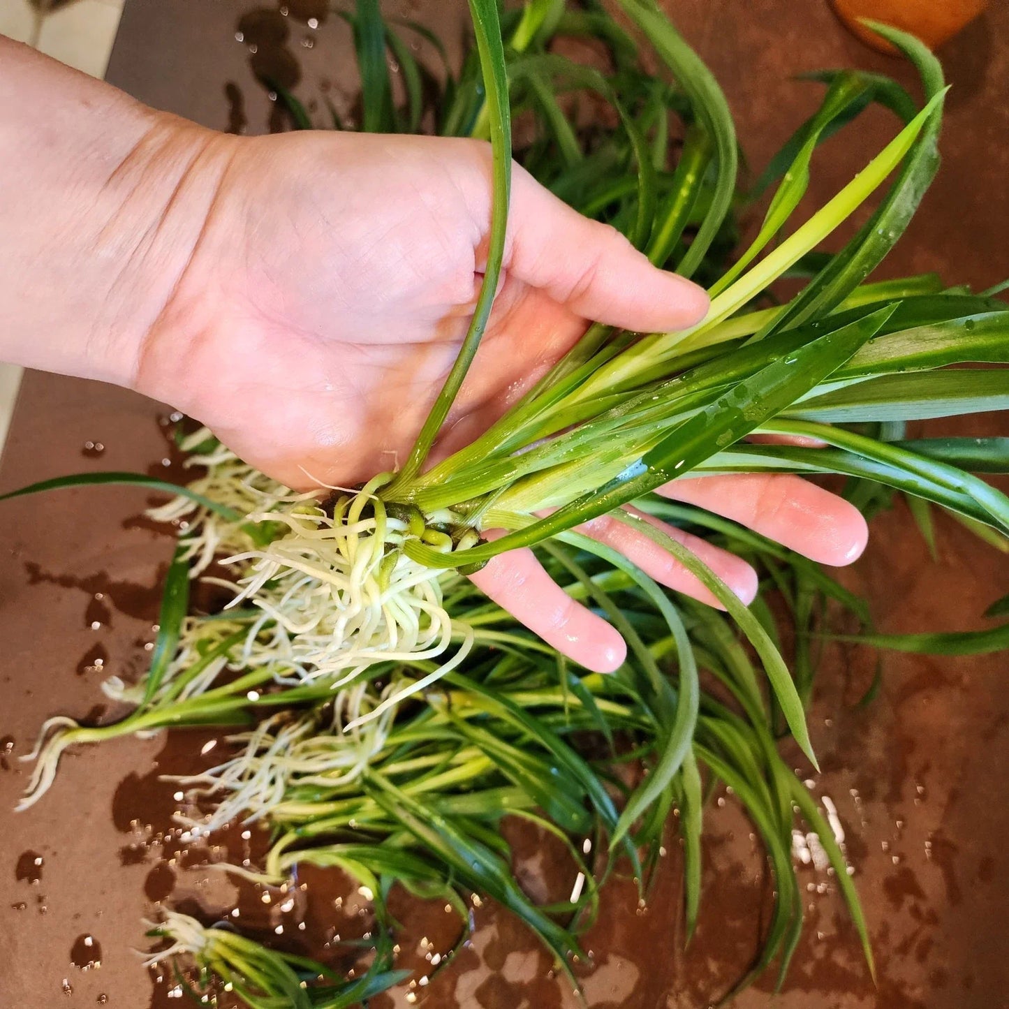 Mini Spider Plants - 10 Root-Ready Pots - Chlorophytum comosum Indoor Air Purifiers for Home & Office