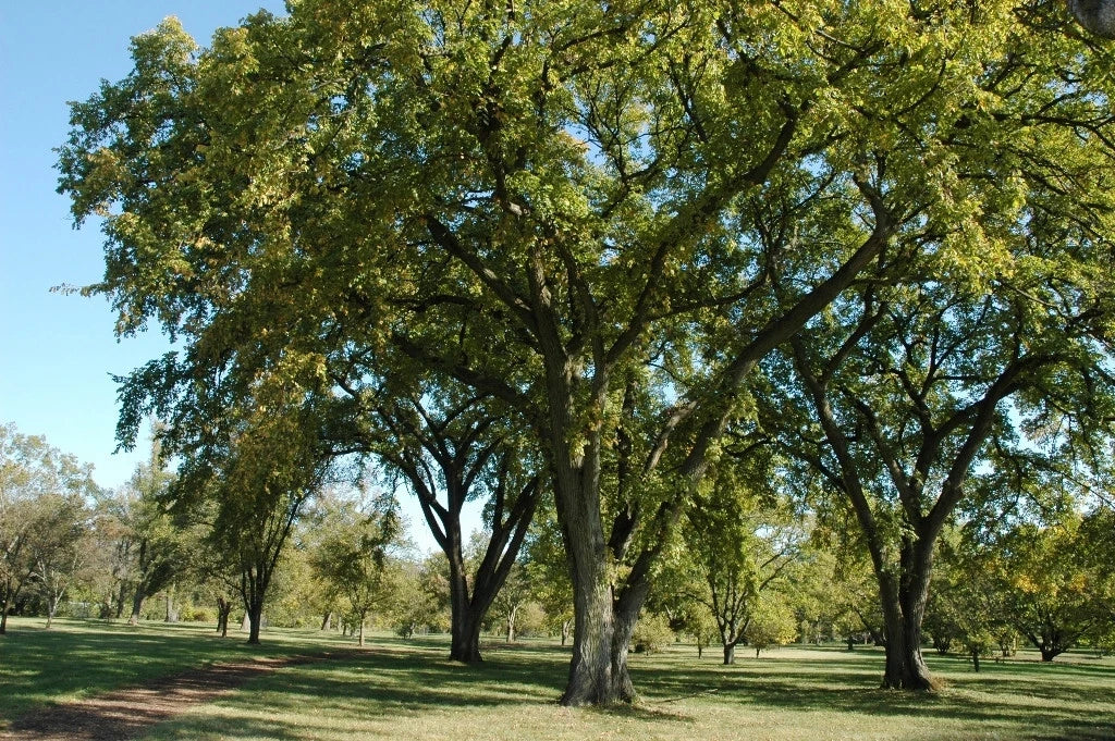 Siberian Elm Tree Seeds - Bonsai Variety - Ulmus pumila - Fast-Germinating, Resilient, 72 Pack