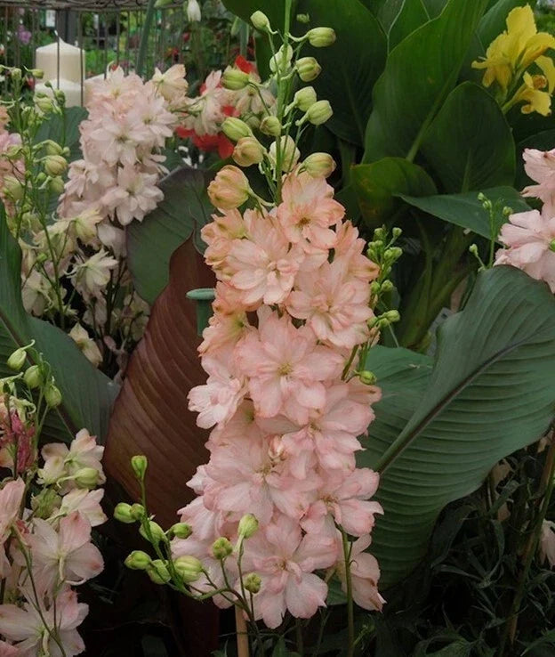 Salmon King Delphinium Seeds - 50 Perennial Flower Seeds - Delphinium elatum - Vibrant Salmon-Pink Blooms for Garden & Cut Flowers