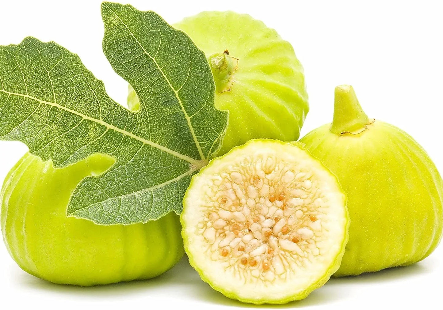 Marseilles Fig Plant - Live Rooted Starter - Self-Pollinating Ficus carica - Potted, Heat-Tolerant, Zones 7-9