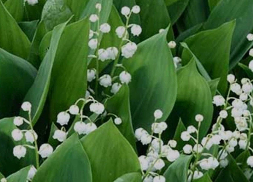 Lily-of-the-Valley Bare Root Plants, Fragrant White Flowers, Convallaria majalis, Deer-Resistant Perennial