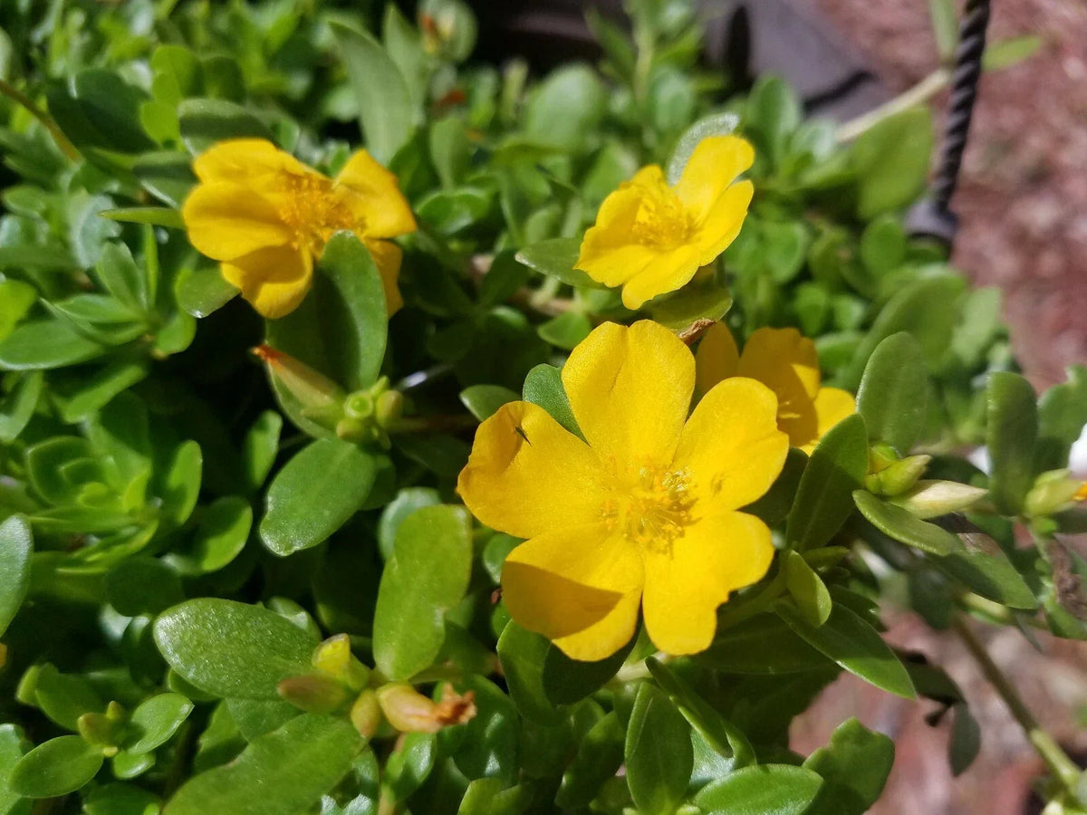 Yellow Single Flower Purslane Cuttings with Vibrant Bright Purple Flowers - Easy to Grow Portulaca oleracea