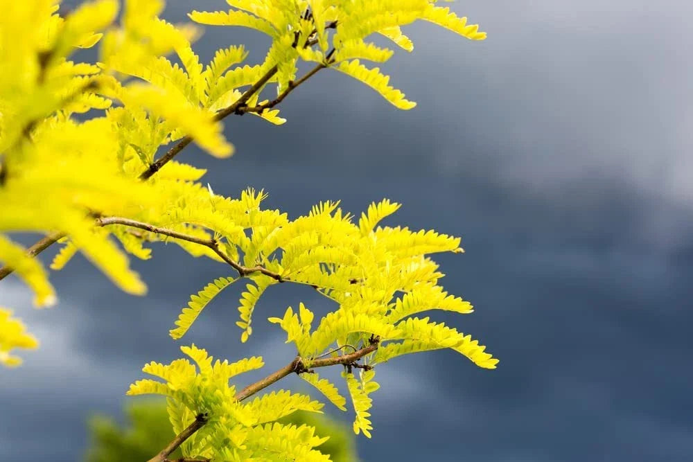 Thornless Honey Locust Seeds 20 Pack Gleditsia triacanthos Drought-Tolerant Fast-Growing Tree