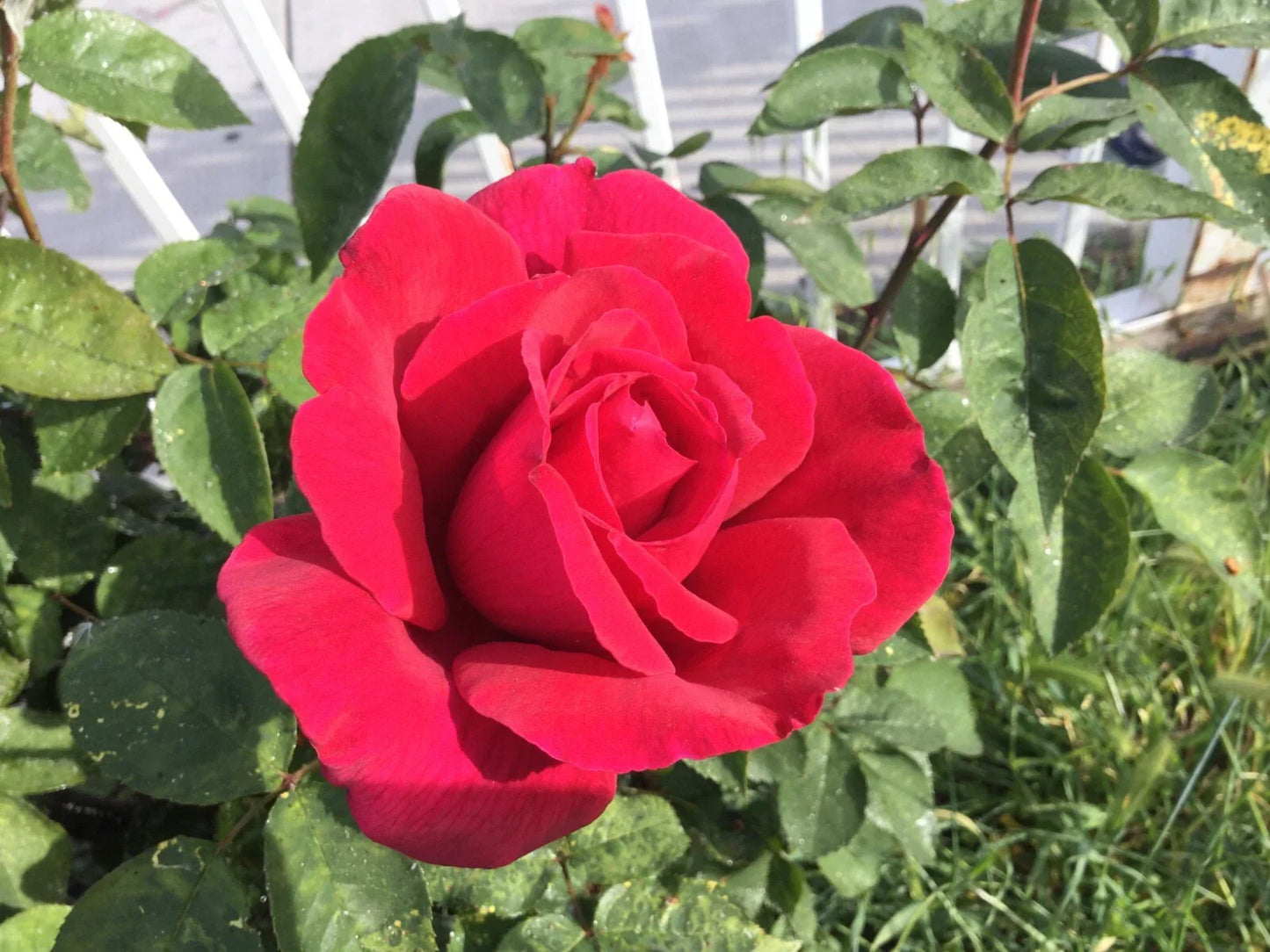 Red Cherry Rose Cuttings 3 Stems for Rooting & Grafting | Rosa spp.