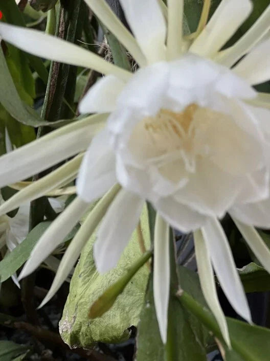Queen of the Night Cuttings - 6 Epiphyllum oxypetalum Indoor Plant with White Night-Blooming Orchids for Home Decor