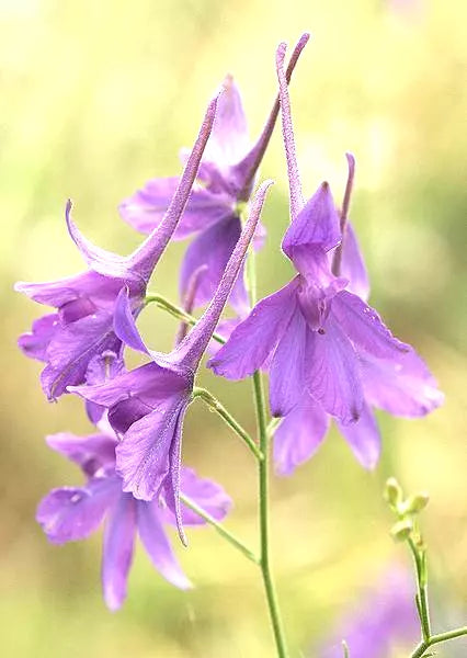 Larkspur Seeds - 860 Delphinium Consolida Flower Seeds by GroCo USA