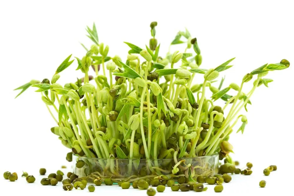 Mung Bean Sprouts Seeds - 100 Seeds for Growing Vigna radiata - Nutritious, Fast Germination, Indoor & Outdoor Gardening