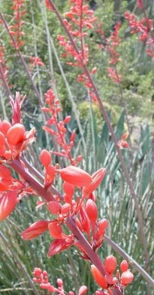 Red Yucca Seeds - 10 Pack | Drought Tolerant Hesperaloe parviflora - GroCo