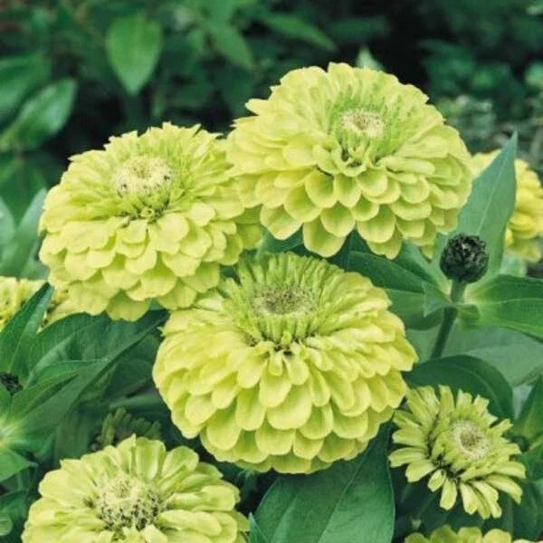 Envy Zinnia Seeds - 100+ Pack, Bright Green Blooms, Zinnia elegans, Annual Garden Flower, Full Sun, USA Grown