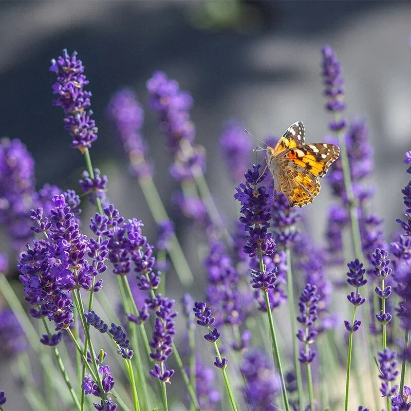 Set of 2 Lavender Live Plants - Aromatic Herb Seedlings - Lavandula angustifolia