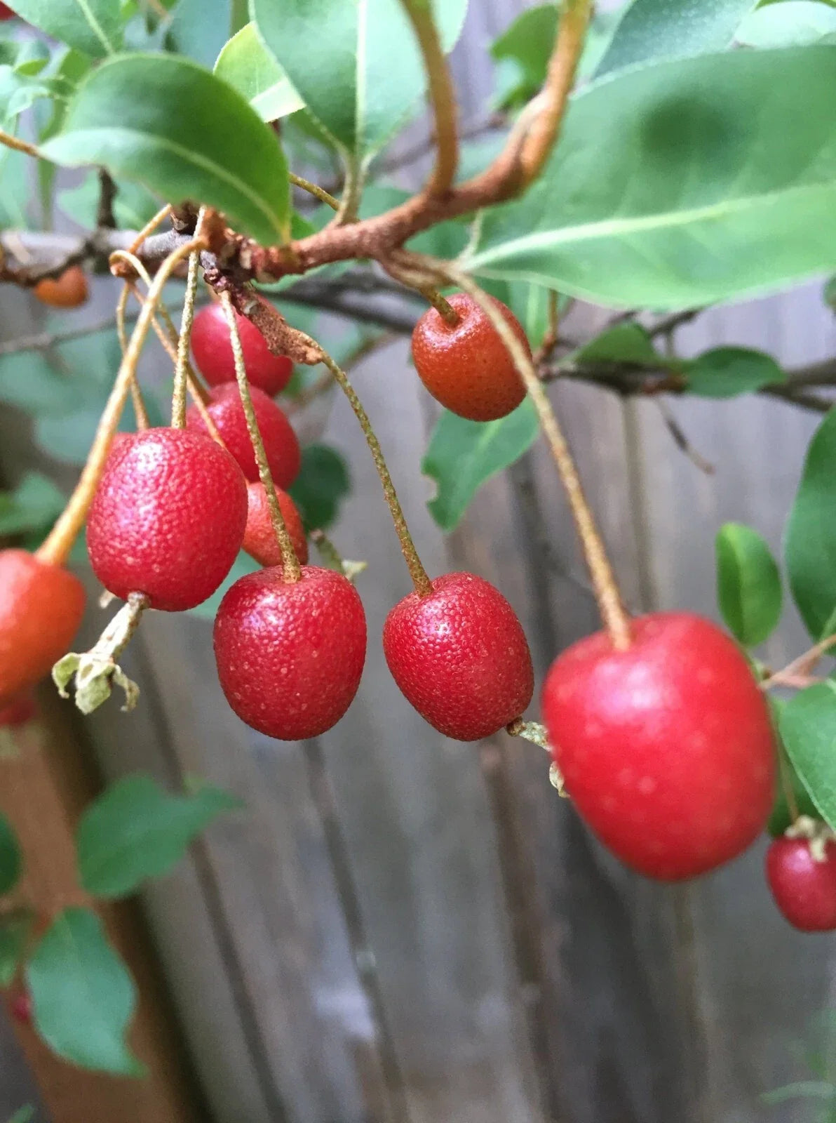 Goumi Tree Cuttings - Edible Red Fruits, Nitrogen Fixing, Cold Hardy, Elaeagnus multiflora, Deciduous, Permaculture Plant
