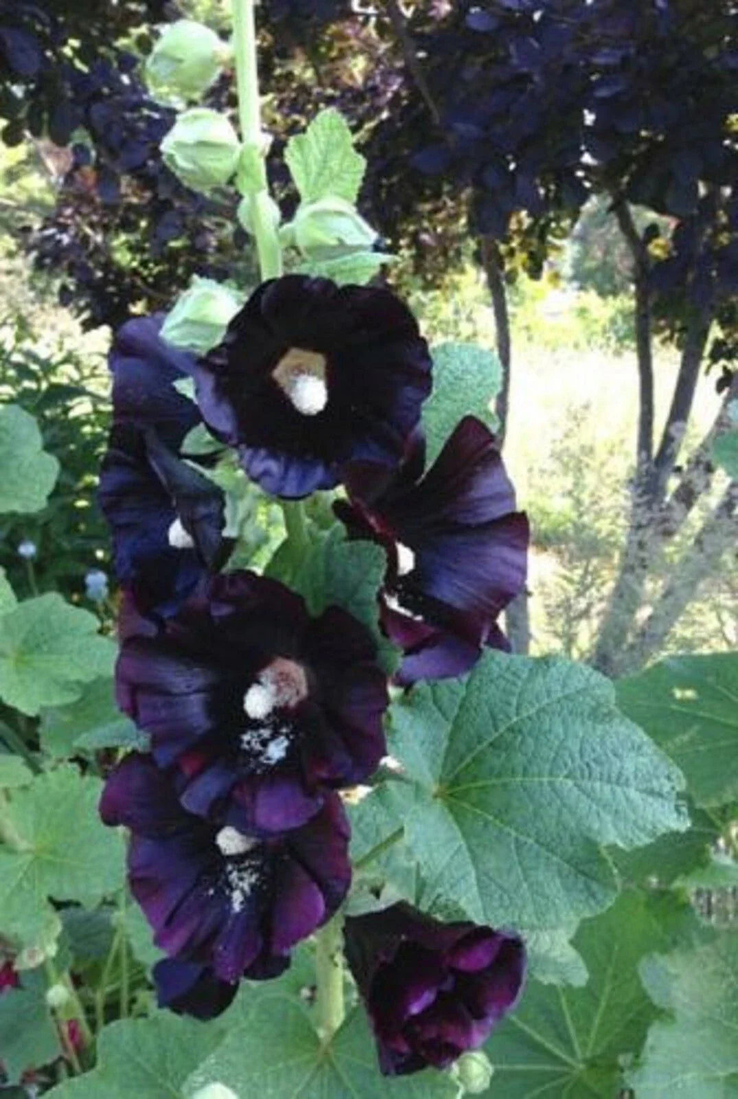 Hollyhock Seeds - 25 Dark Black Purple Perennial Flower Seeds - Alcea rosea for Borders, Garden Beds, Cottage Gardens