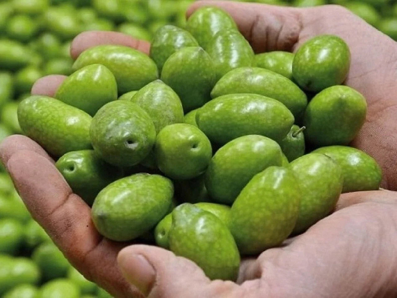 Bella di Cerignola Olive Seeds - Garden Planting, Olea europaea, USA Grown, Fast Shipping