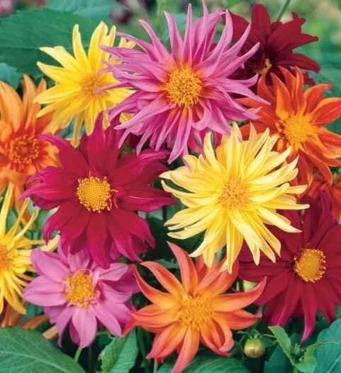 25 Cactus Mix Dahlia Seeds | Perennial Flowering Plants for Garden Beds & Containers | Dahlia pinnata